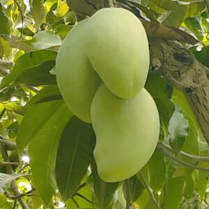 Green Mango